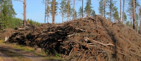 lignin Local