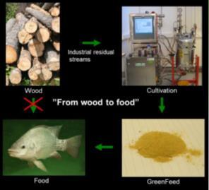 Hydrolysis and Fermentation Enzymatic hydrolysis to generate a sugar stream containing monomeric sugar Inhibitors also produced in the pretreatment step, detoxification procedures available Sugar