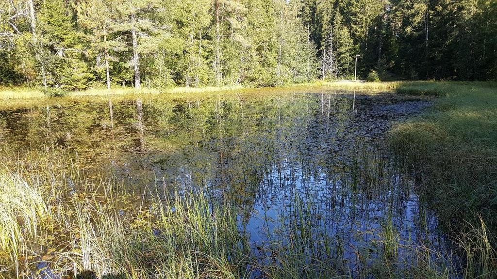 Grodtjärn i inventeringsområdets södra del. Vid fältinventeringen så har 10 naturvärdesobjekt med naturvärdesklass 3 (påtagligt naturvärde) identifierats.