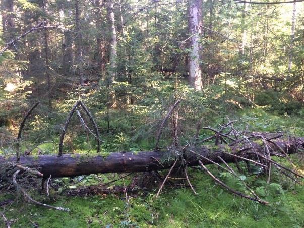 3.2 ÅF Obj 02 Skog och träd Bäckravin Naturvärdesklass 3: påtagligt naturvärde ÅF Obj 02 Objektet utgörs av ett lägre liggande område med död stående och liggande ved och korsas av bäckar vilket ger