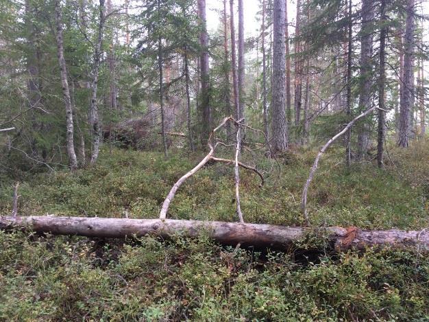 Objektet har ett lågt artvärde då inga betydande naturvårdsarter förutom skägglavar kunde återfinnas vid