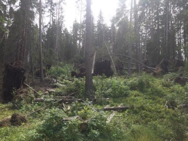 3.9 ÅF Obj 09 Skog och träd Barrskog Naturvärdesklass 3: påtagligt naturvärde ÅF Obj 09 Stormskadad skog med