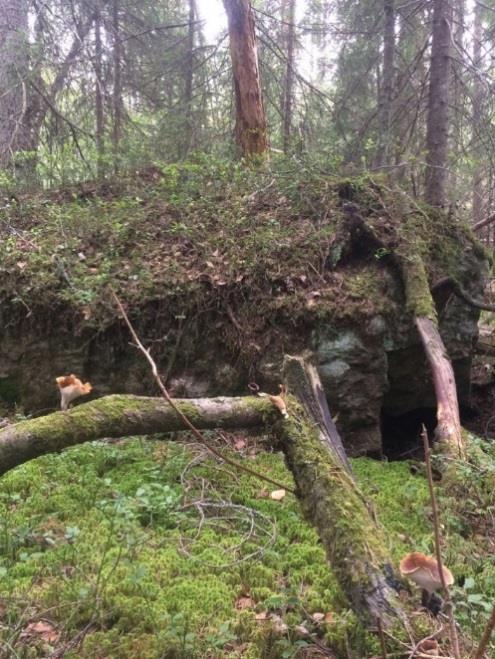 I den södra delen finns mindre öppningar i skogen med orkidéer, troligen skogsnycklar.