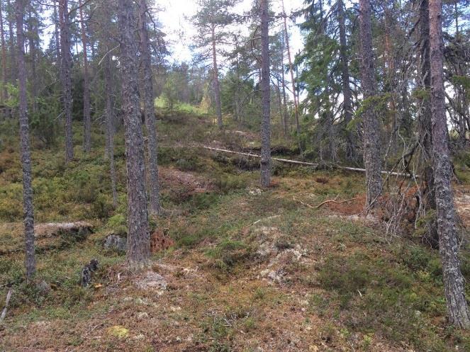 3.10 ÅF Obj 10 Skog och träd Tallhällmark Naturvärdesklass 3: påtagligt naturvärde ÅF Obj 10 Tallhällmarksskog med tall i trädskiktet och med en, ljung, kråkbär, lingon,