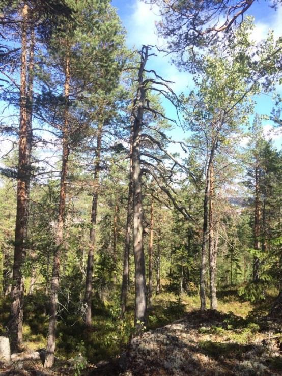 Träden bedöms som relativt gamla trots sin klena uppbyggnad då barkstrukturen skvallrar om en högre ålder.