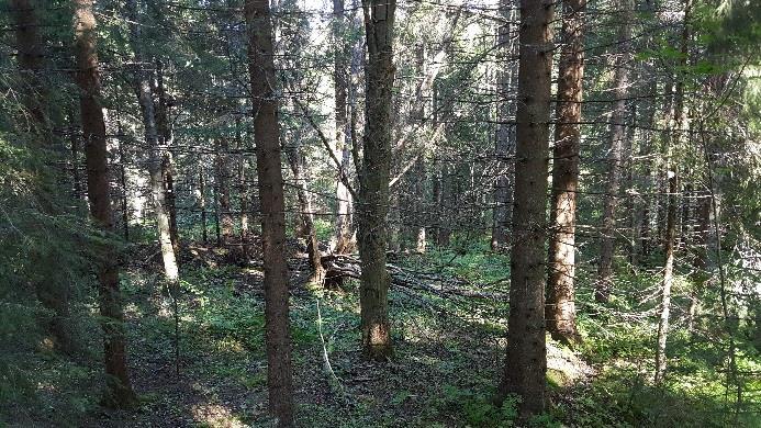 4.1 ÅF Obj 11 Skog och träd Produktionsskog Naturvärdesklass 4: visst naturvärde ÅF Obj 11 Dikad produktionsskog med stående och liggande död