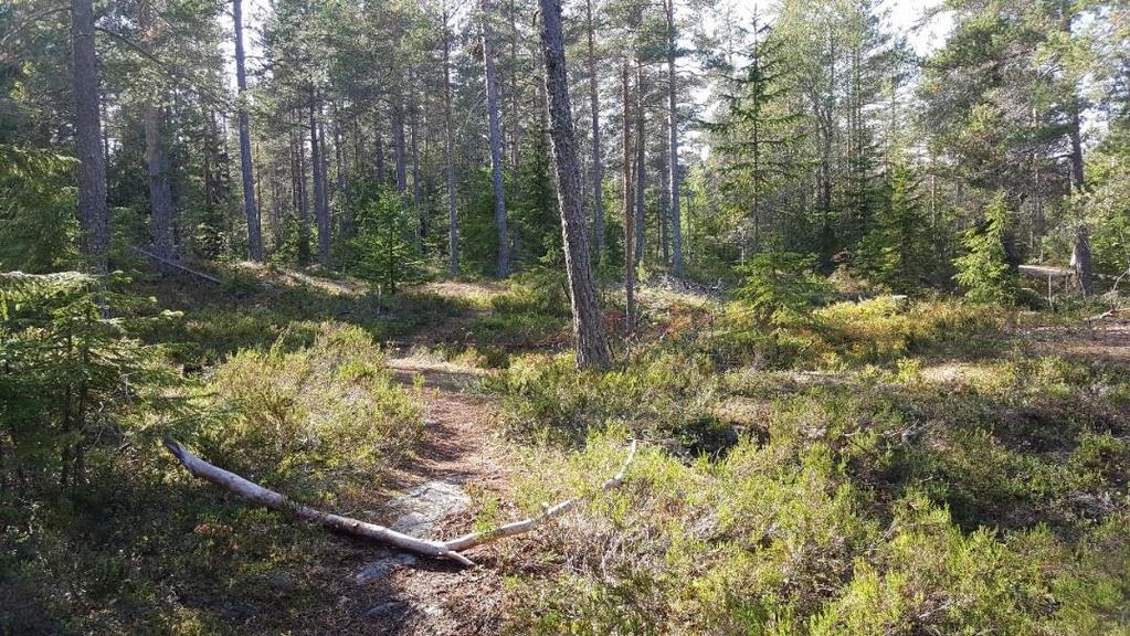 Objektet har ett obetydligt artvärde då inga naturvårdsarter kunde återfinnas vid inventeringstillfället.