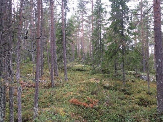 4.18 ÅF Obj 28 Skog och träd Tallhällmarksskog Naturvärdesklass 4: visst naturvärde ÅF Obj 28 Tallhällmark eller område med ytligt berg.