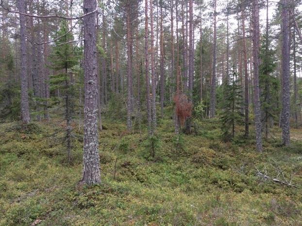 Objektet har ett obetydligt artvärde då inga naturvårdsarter kunde återfinnas vid inventeringstillfället.