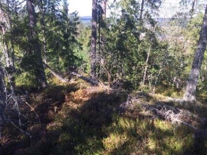 4.21 ÅF Obj 31 Skog och träd Blandskog vid rasbrant Naturvärdesklass 4: visst naturvärde ÅF Obj 31