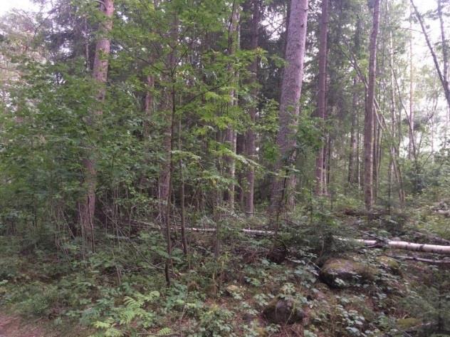 4.23 ÅF Obj 33 Skog och träd Blandskog Naturvärdesklass 4: visst naturvärde ÅF Obj 33 Blandskog med gran, tall och björk med