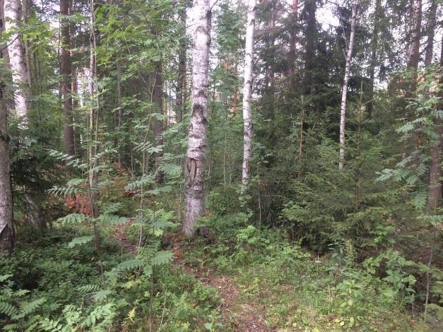 Mindre och vid inventeringen uttorkade bäckar gör objektet något frodigare och artrikare än omgivande skog.