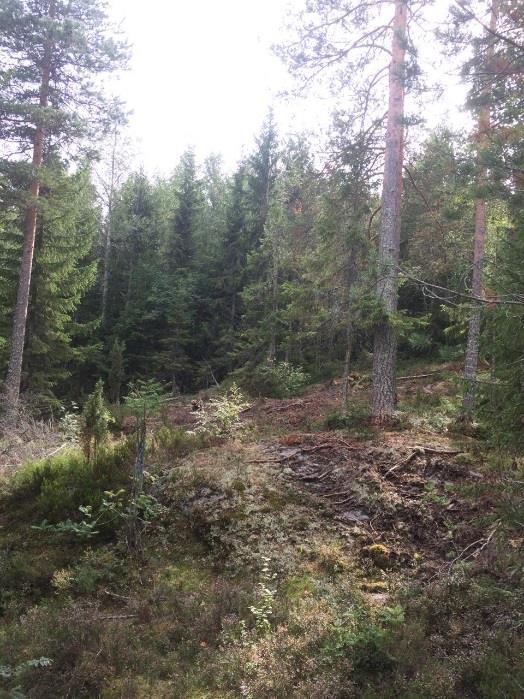 4.27 ÅF Obj 37 Skog och träd Hällmarksskog Naturvärdesklass 4: visst naturvärde ÅF Obj 37