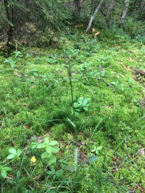 5 Identifierade naturvärdesarter Naturvärdesarter är arter som signalerar om ett visst habitat eller biologisk mångfald finns tillhanda. I föreliggande fall så visar fynden av t.ex.