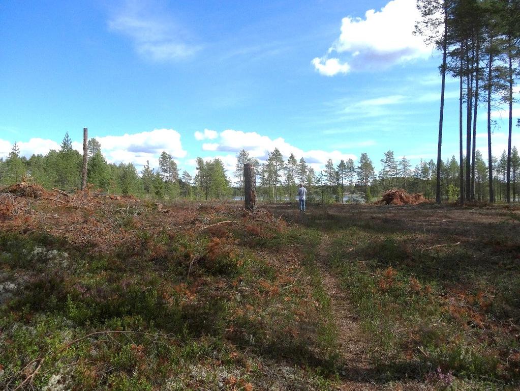 Bild 3 Västra delen av planområdet med sjön i bakgrunden. På bilden syns även en vältrampad stig.