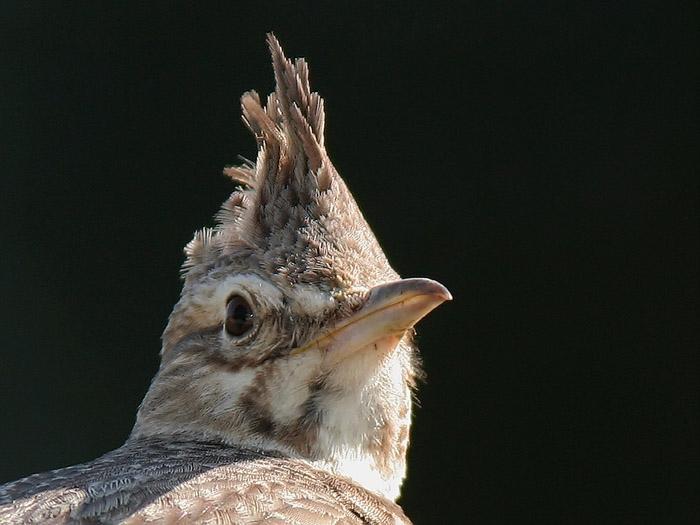 någon svart stork och ett par roständer. Lufthavet håller ofta örnvråk och ormörn, vissa år även aftonfalk.