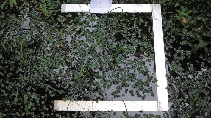 2 Equipment A 3-sided aluminium square with the side 50 cm (see Figure 2-1) was used to measure the macrophyte coverage, and macrophytes within the square was sampled to