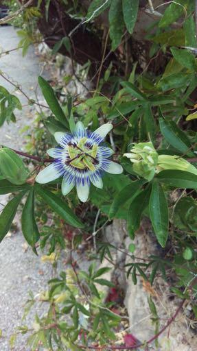 FÖRSAMLINGSBLAD FÖR EQUMENIAKYRKAN SÖDRA DAL Juni September 2019 Delad passion! Det vetenskapliga namnet på blomman är Passiflora, vi kallar den Passionsblomma och det finns bortåt 500 arter av den.