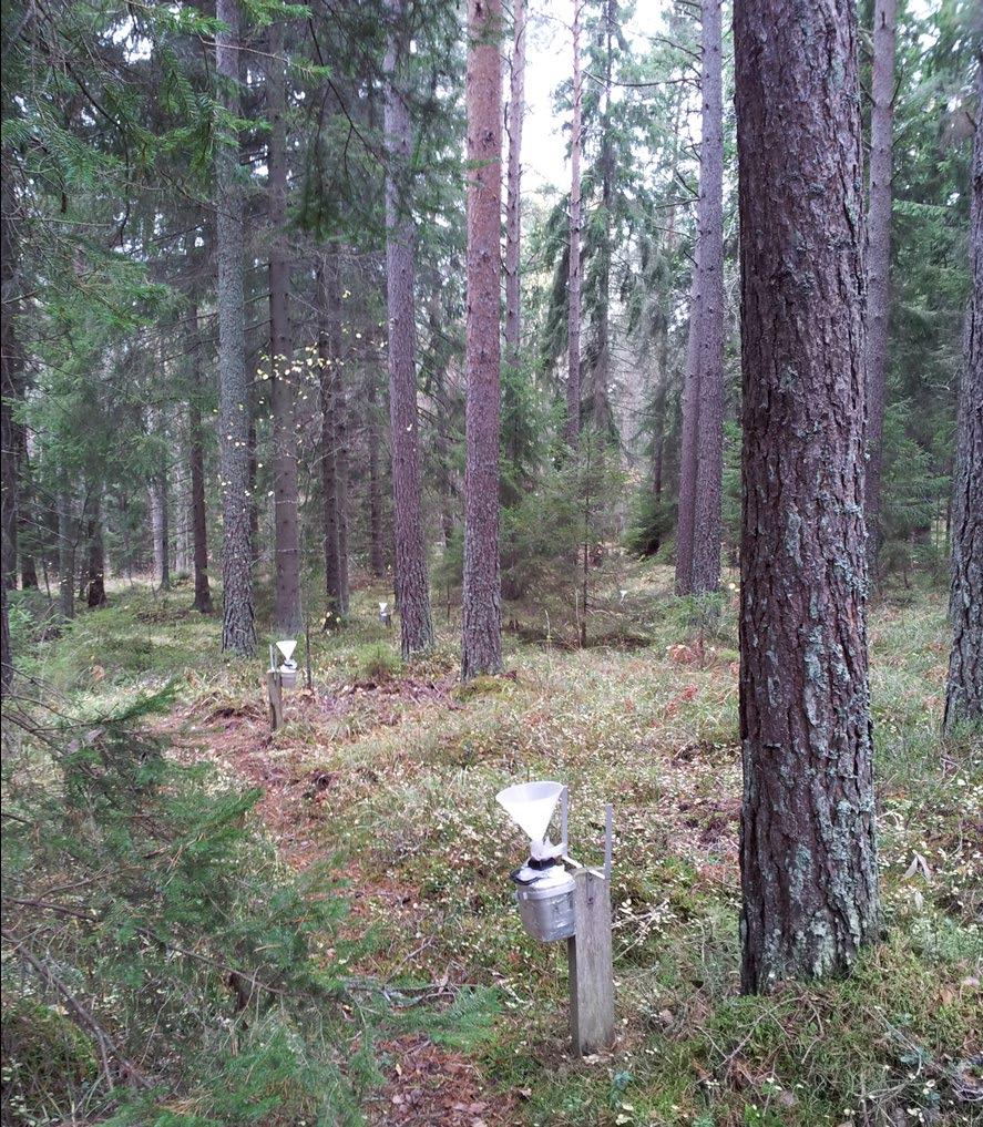 Marktypen, är en sandigmoig morän och jordmån av övergångstyp.