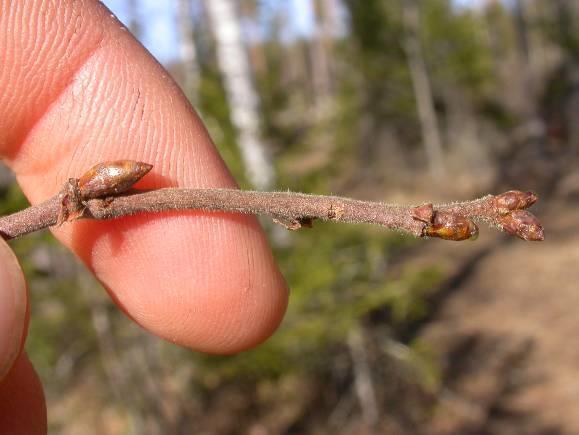 färskaste skotten. Känn med fingrarna! 6.