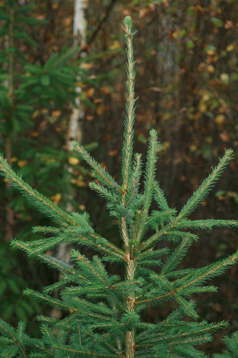 Slutsatser, betestryck Plant och ungskog