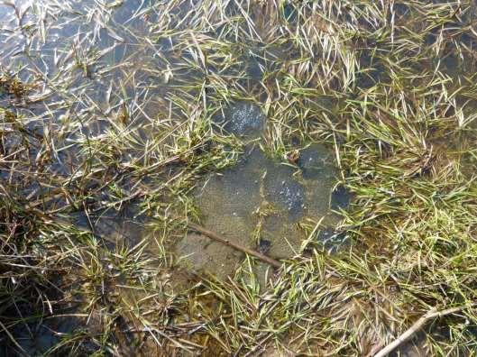 Damm 2 Damm som är ganska igenvuxen med bl a kaveldun och mannagräs, men som håller vatten med några decimeters djup. 2016 noterades småfisk, ca 3-5 cm stora.