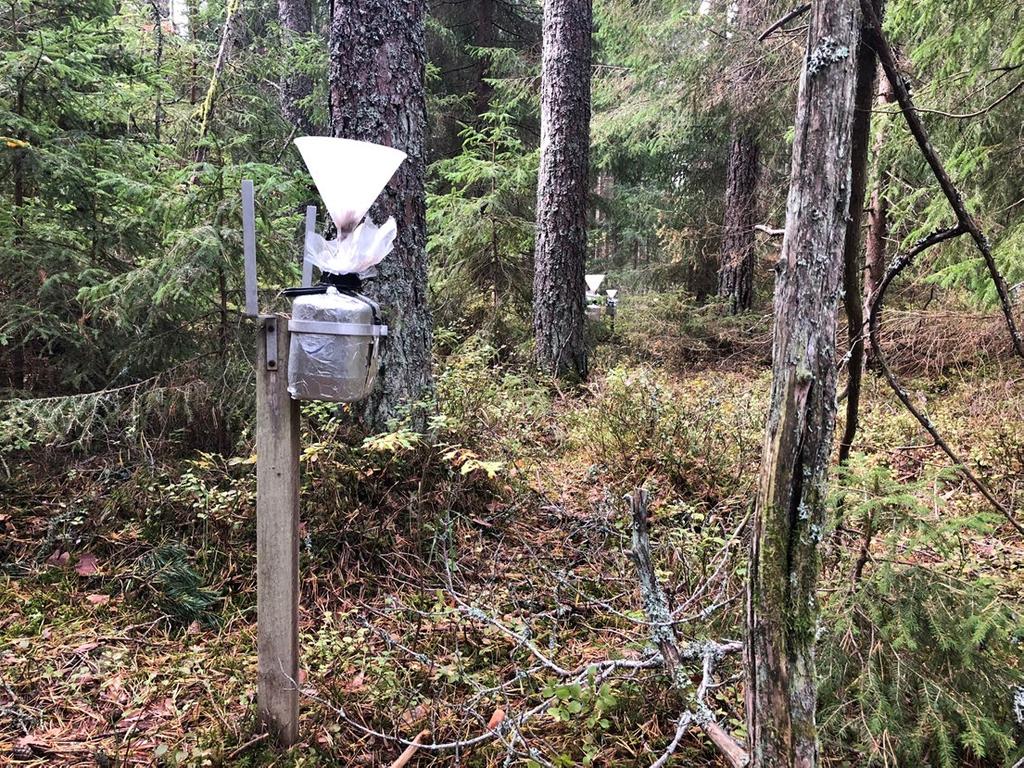 Risebo (H 21): Yta med 81-årig tallskog i länets nordligaste del.