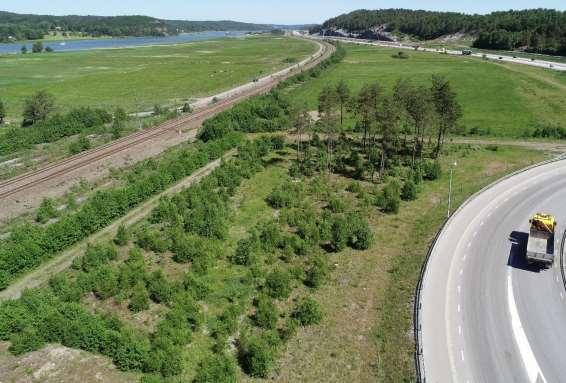 Skötselområde 7 Beskrivning: Bevarandemål: Måluppfyllelse: Kommentar: Öppen betesmark och mindre talldunge Öppen betesmark med någon talldunge som skugga för betesdjuren Målet klaras delvis, men i