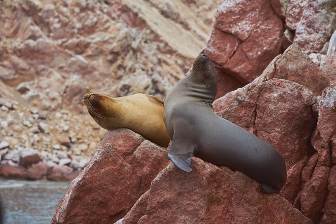 Dag 13, fredag, 3 juli, 2020 Paracas Utanför Paracas ligger naturreservatet Islas Ballestas och som vi idag ska besöka. Dessa öar räknas som ett mini Galapagos vad gäller fågelliv.