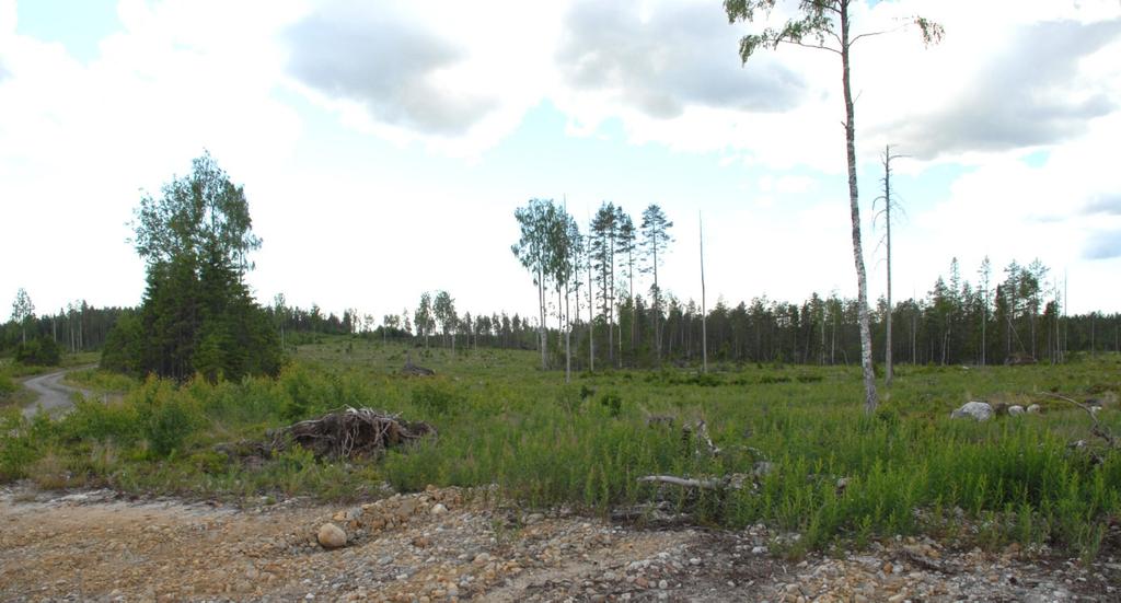 gare än hyggesstorleken är i vilket landskap observationerna är gjorda. I Västerbotten sågs på hyggen mellan 2 och 10 hektar 0,07 ortolansparvar per hektar eller mer än sex gånger så många.