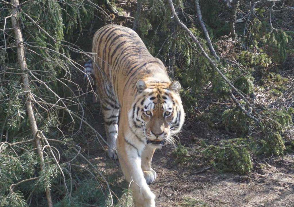 Beteende och hägnutnyttjande hos två amurtigrar (Panthera tigris altaica) på Borås djurpark Hur stor är besökarnas påverkan?