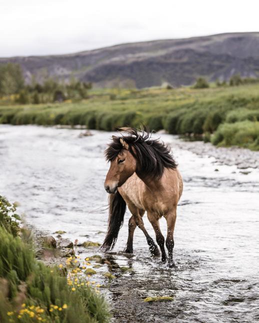 Islandshästen - nyckeln till Islands natur, kultur och historia VÄLKOMMEN TILL ELDHESTAR VOLCANO HORSES Islandshästen kom till Island under 900-talet tillsammans med de första nybyggarna från