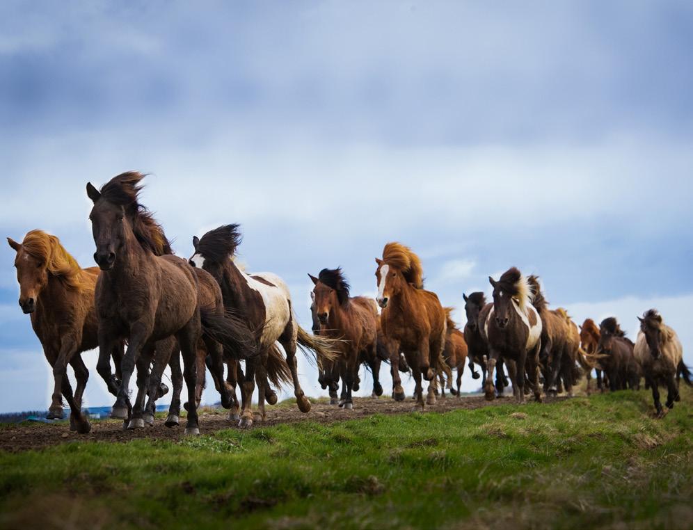 Sedan dess har islandshästen spelat en stor roll för Islands historia och kultur. Denna hästras kan bemästra hela fem gångarter, alltså ytterligare två utöver de tre vanliga.