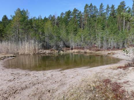 Sida 8 (13) Gamla grusgropen I dammen hittades både rom från troligtvis vanlig groda (Rana temporaria), och ett flertal