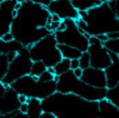 Merged hlorophyll Merged OX4-FP LS truncation