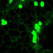 proteins were examined in mesophyll cells.