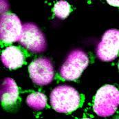 Golgi Merged 42-140 YFP 141-341 YFP Signal 1: