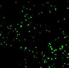 are shown on the left. Genotyping of two independent lines for each genotype is shown on the right.