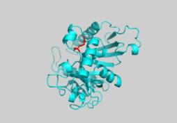 Peroxisomes DRP3 R273E -FP mock DRP3 R258E -FP D HsDRP1 tdrp3 FP-DRP3 FP-DRP3 FP-DRP3 R273E FP-DRP3 R258E tdrp3 Merged 196 115 DRP3-FP FP-DRP3