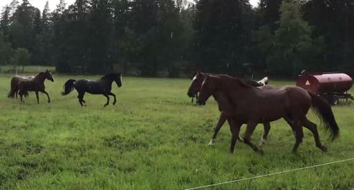 Betessläpp Även i år följde många medlemmar med och hjälpte till med betessläppet av hästar och ponnyer.