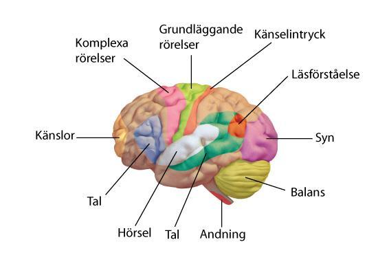 Exekutiv(a) funktion(er) - en