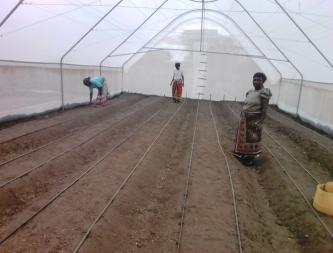 har ett växthus byggts och i januari 2018 skördar de sina första tomater. föräldrarna som har sina barn i Mugaluni skola.