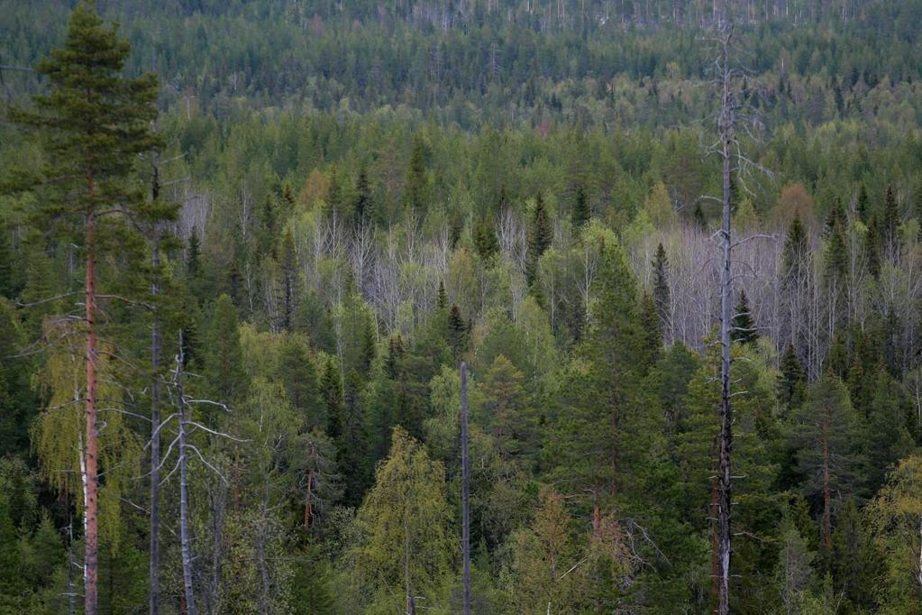 4 (12) självföryngrad, lövrik ungskog samt områden som är påverkade av modernt skogsbruk. Det är i första hand i dessa bestånd som aktiv naturvårdsskötsel kan komma att bli aktuellt.