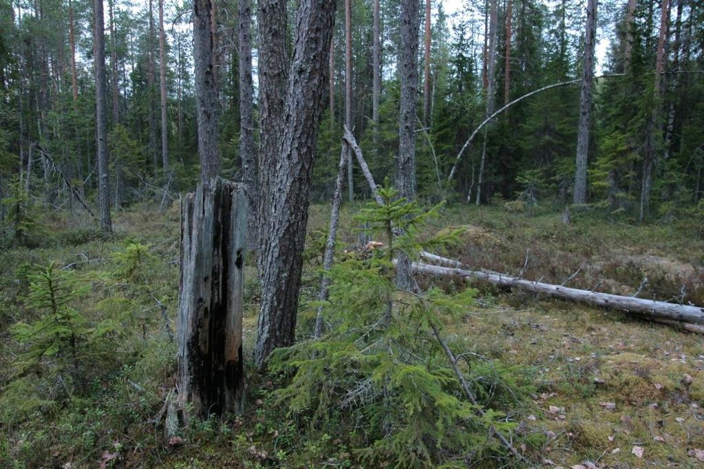 vilket skapat en luckig skog (Figur 3).