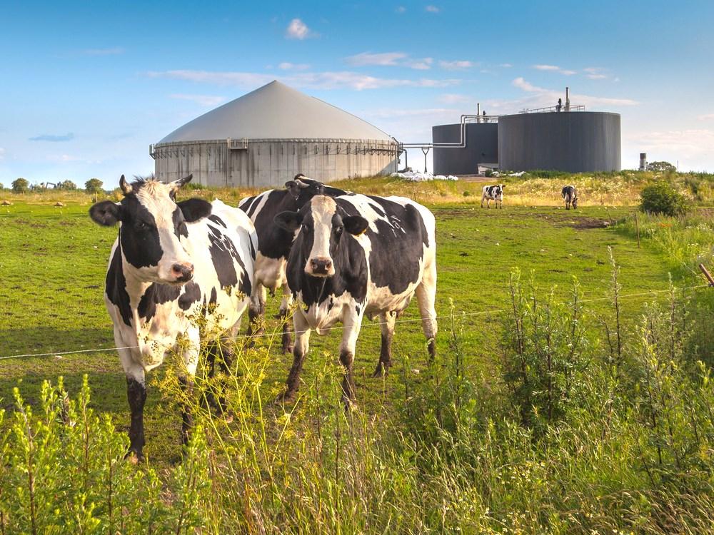 Men för att driva ett värmekraftverk behövs det energirika råvaror. Sådana råvaror kan vara biobränsle. Till biobränsle räknas ved, träflis och pellets. Även våra sopor kan räknas som biobränsle.