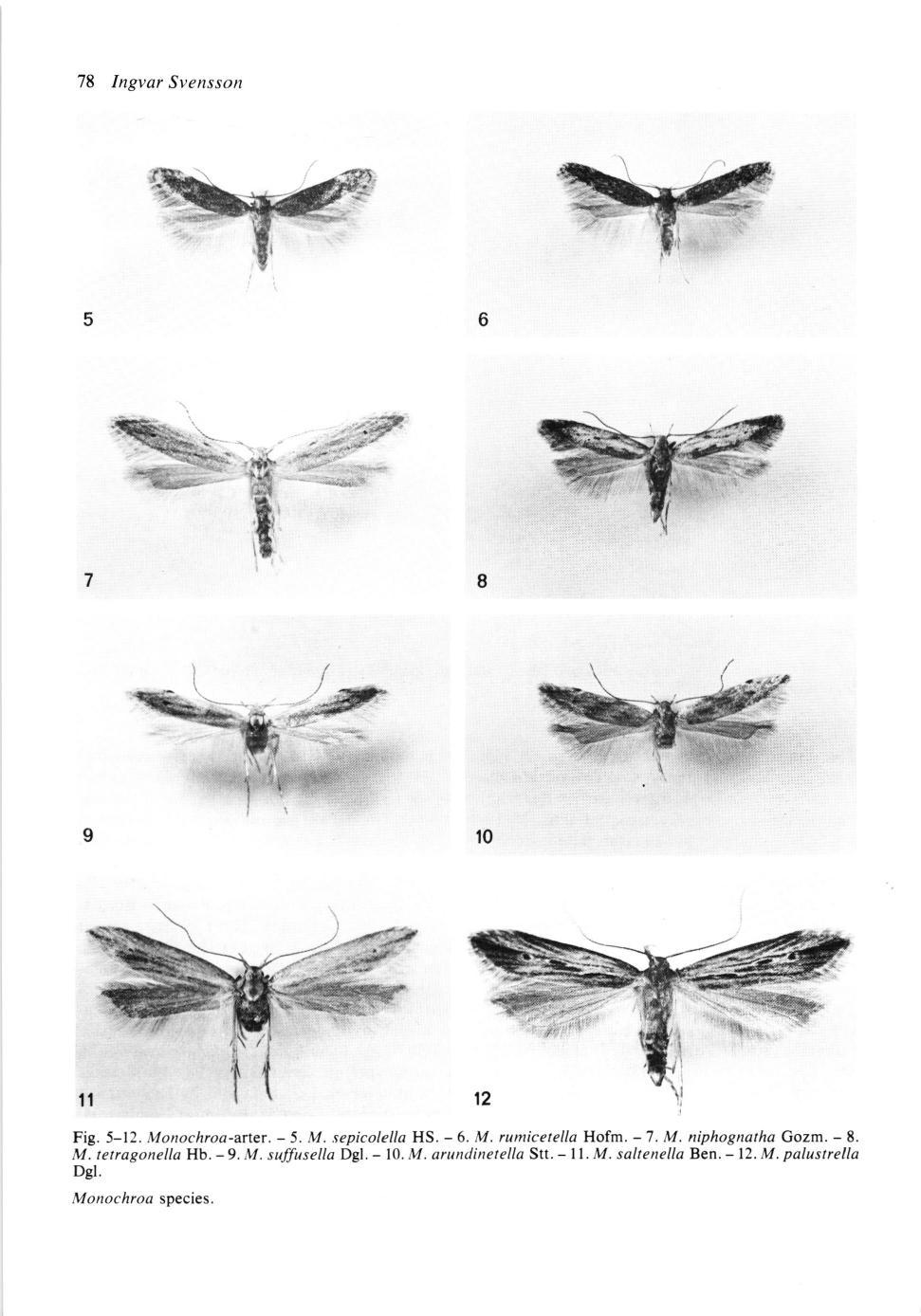 78 Ingvar Svensson Fig.5-12. Monochroa-arter.-5. M.sepicolella HS.-6. M.rumicetella Hofm.-T.M.niphognathaGozm.-8. M. tetragonella Hb.