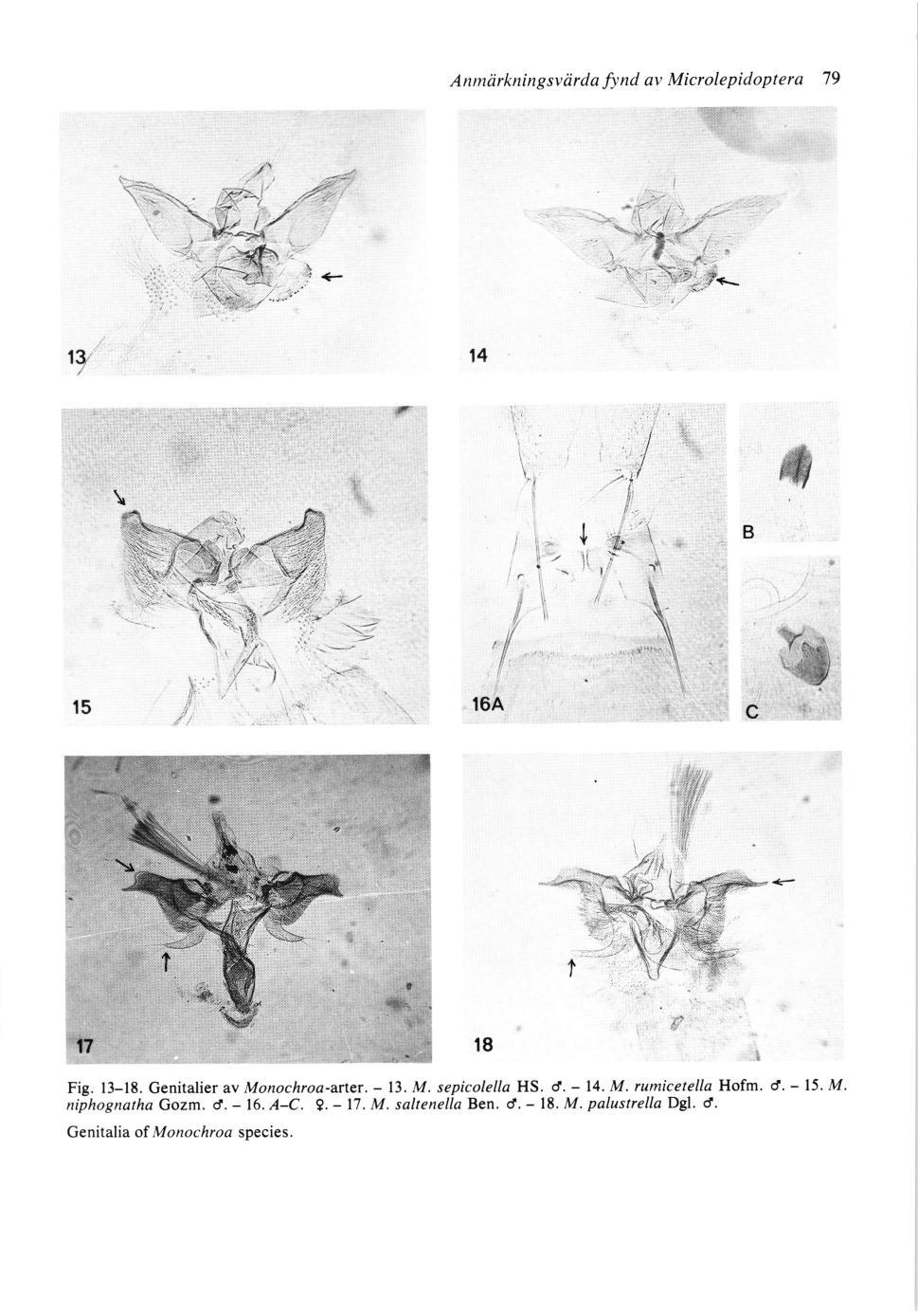 Anmiirkningsvrirda fynd av Microlepidoptera 79 Fig. 13-18. Genitalier av Monochroa-arter. - 13. M. sepicolel/a HS. d. - 14. M. rumicetella Hofm.