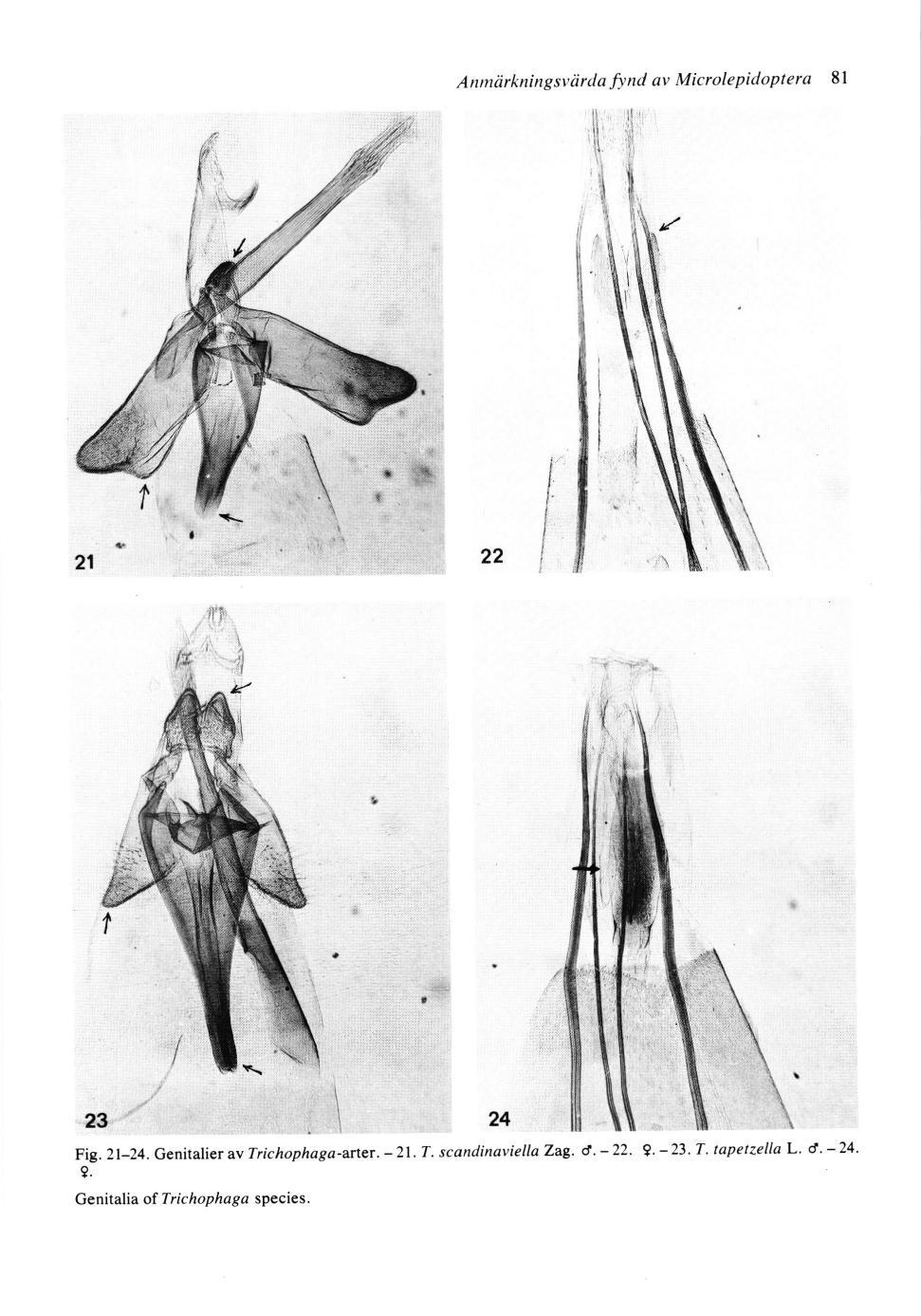 Anmiirkningsviirtla find av Microlepidoptera 8l Fig.Zl-24.GenitalieravTrichophaga-arter.-2l.