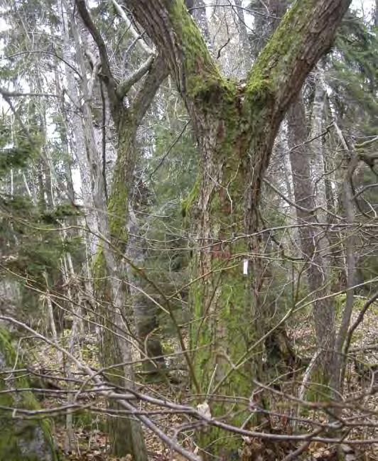 Vid inventeringen 2008 hittades barkkvastmossa på två träd, en ek (Ek 1, se bild) och en lind (Lind 1, se bilder). Den senare var med största sannolikhet samma träd som arten noterats på tidigare.