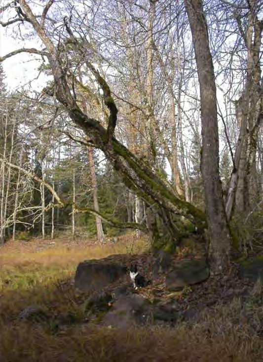 Därefter har den upptäckts på ytterligare två närstående träd, men två av träden har varit döda i några år